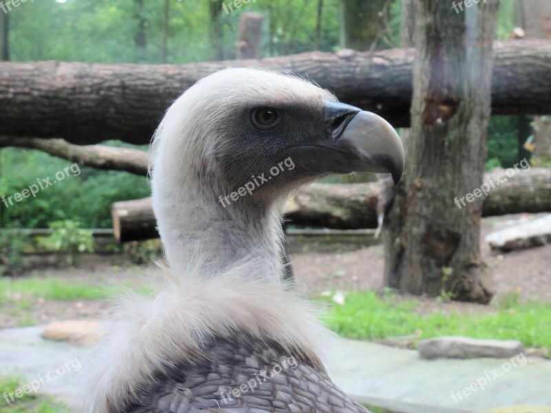 Vulture Bird Bird Of Prey Beak Animal