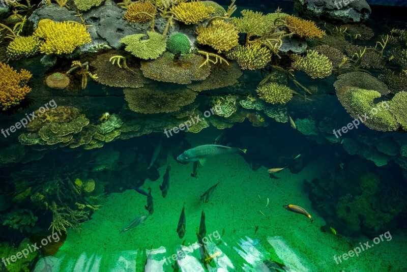 Fish Aquarium Oceanografico Museum Portugal