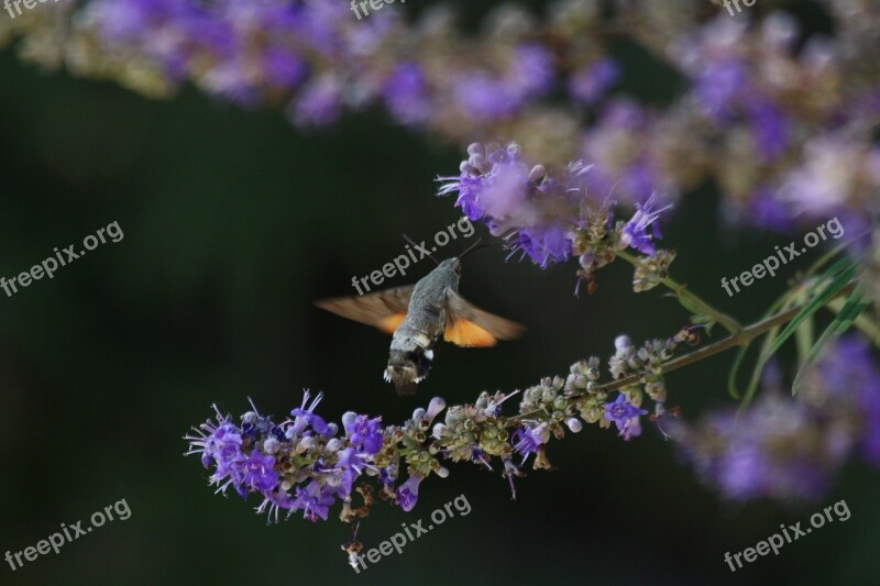 Purple Flower Porcellus Insect Nature