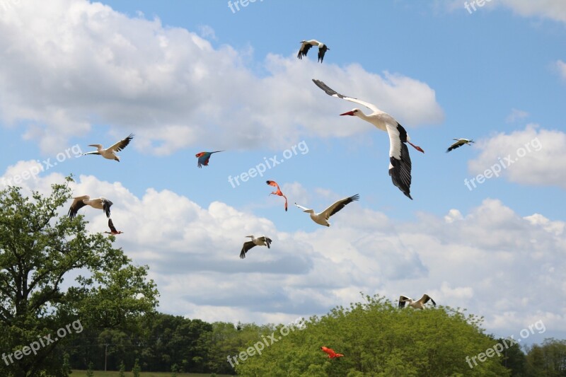 Flight Birds Raptors Stork Free Photos