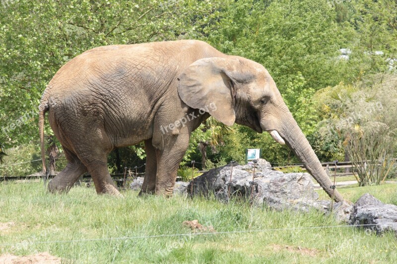 Elephant Savannah Animal Pachydermata Free Photos