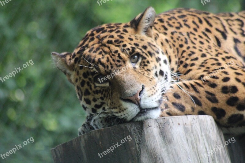 Leopard Savannah Jungle Head Free Photos