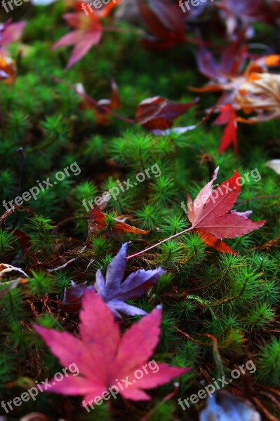 Autumn Autumnal Leaves Moss Japan Garden Japan