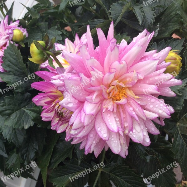 Pink Flower Petal Garden Plant