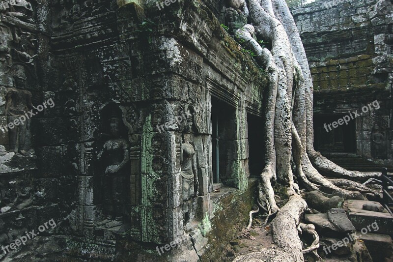 Cambodia Temple Tree Asia Root