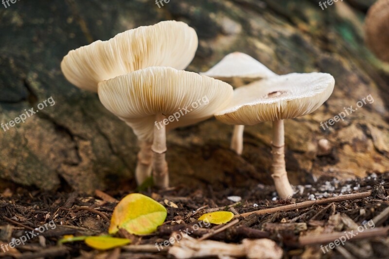 Mushroom Plant Nature Garden Spring