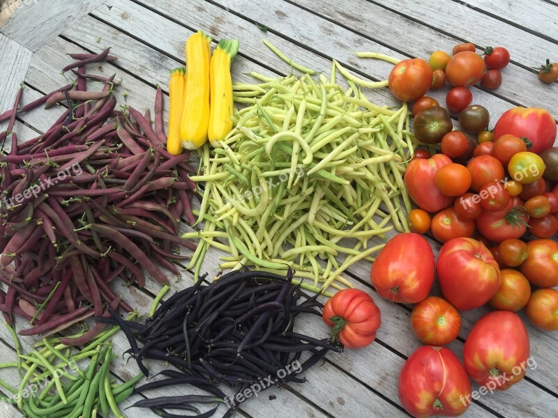 Vegetables From Garden Free Photos