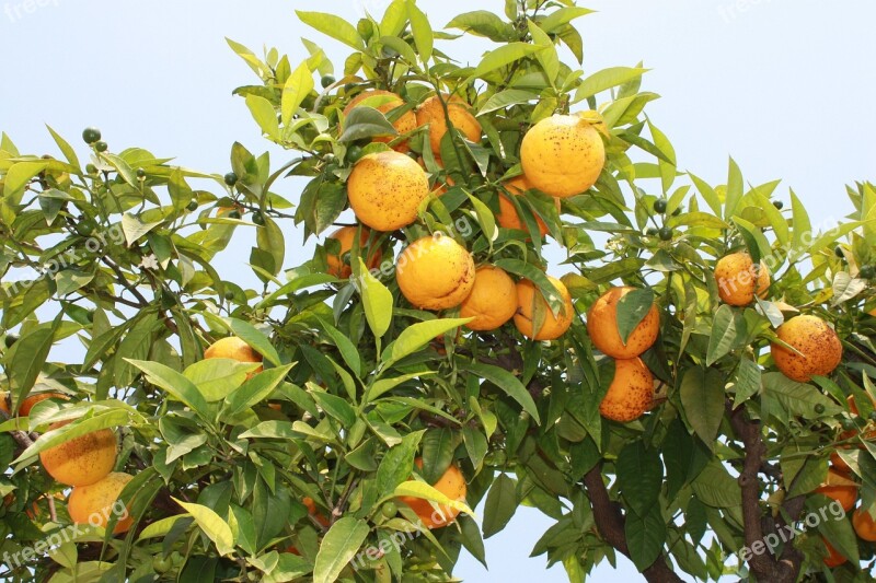 Nature Oranges Italy Growing Free Photos