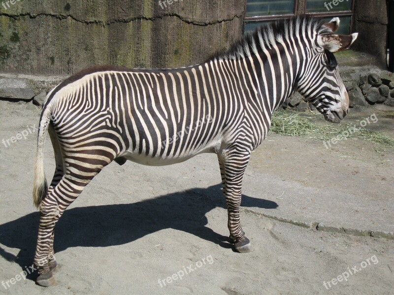 Gravy Zebra Male Zebra Mammal Tama Animal Park Biome Savannah