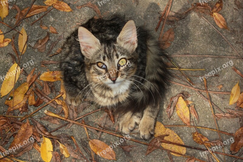 Curious Looks Cat Backyard Tabby