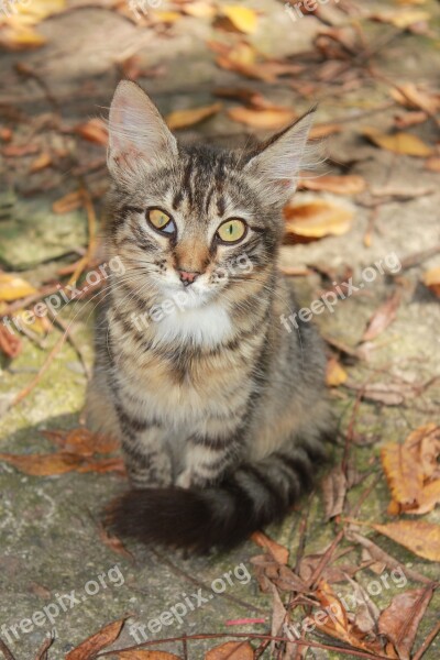 Cat Backyard Tabby Squint Eye