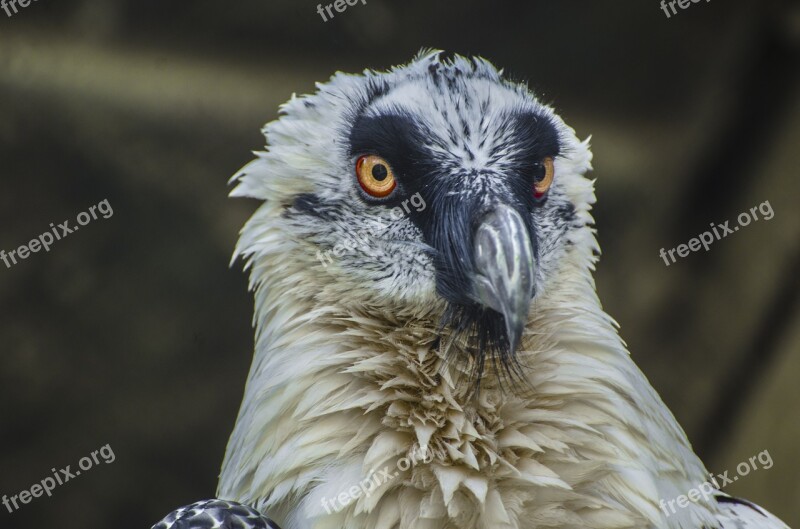 Vulture Animal Animal Portrait Wildlife Creepy