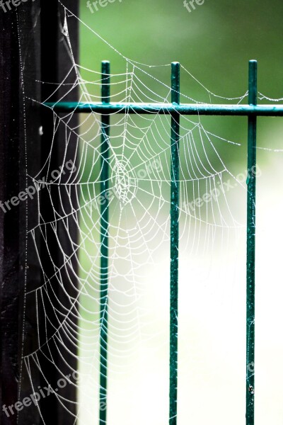 Cobweb Spider Animal Nature Dew