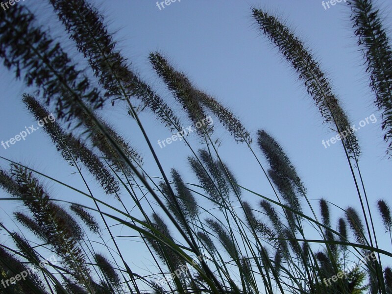 Grass Field Nature Meadow Outdoors