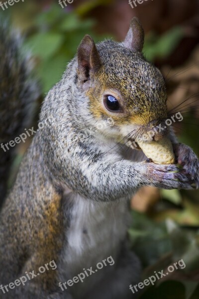 Squirrel Park Peanut Autumn Free Photos