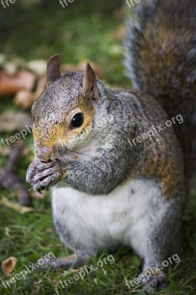 Squirrel Park Peanut Autumn Free Photos