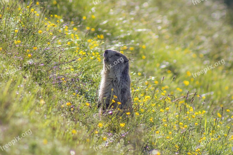 Marmot Animal Meadow Field Summer