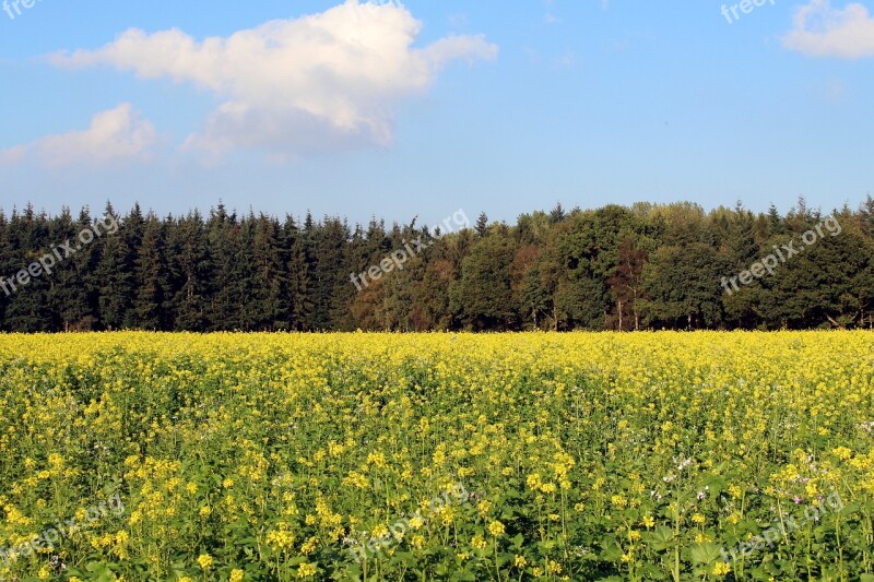 Field Of Rapeseeds Forest Sky Blue Sky Blue