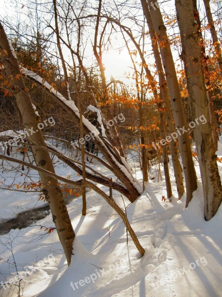 Snow Late Day Outdoor Tree Winter