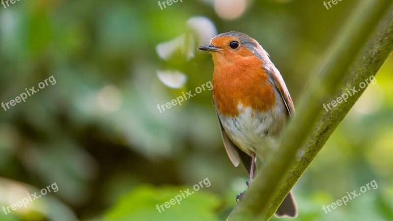 Robin Bird Red Nature Wildlife