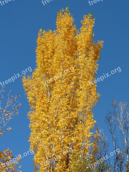 Poplar Yellow Leaves Falling Leaves Autumn Populus Alba