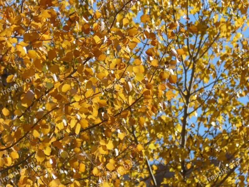 Yellow Leaves Poplars Populus Alba Falling Leaves Autumn