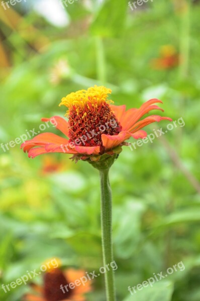 Flower Camp Nature Grass Activity