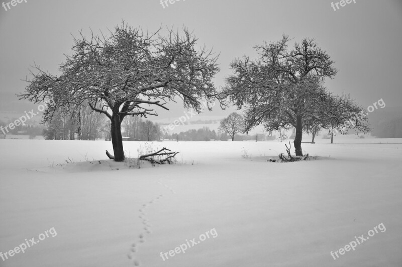 Wintry Snow Nature Winter Trees Field