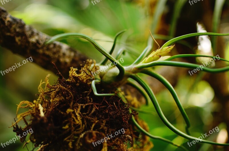 Air Plant Greenery Plant Growth Conservatory