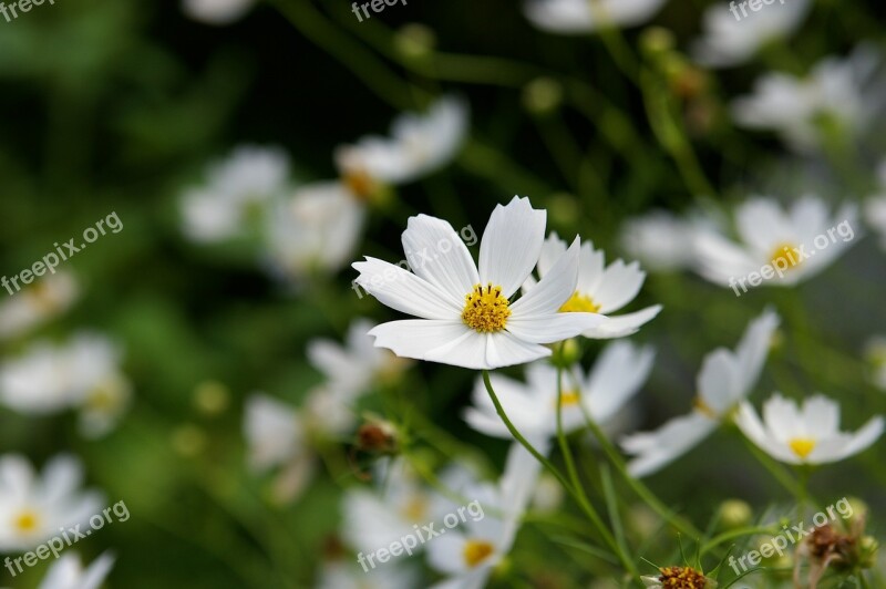 Suwon Cosmos Nature Independence Hall Free Photos