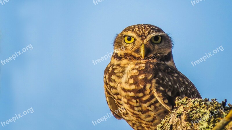 Owl Bird Nature Look Free Photos