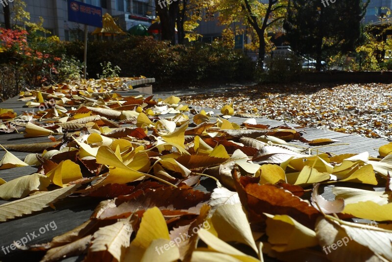 Autumn Autumn Leaves Blue Sky Maple Bank Leaves