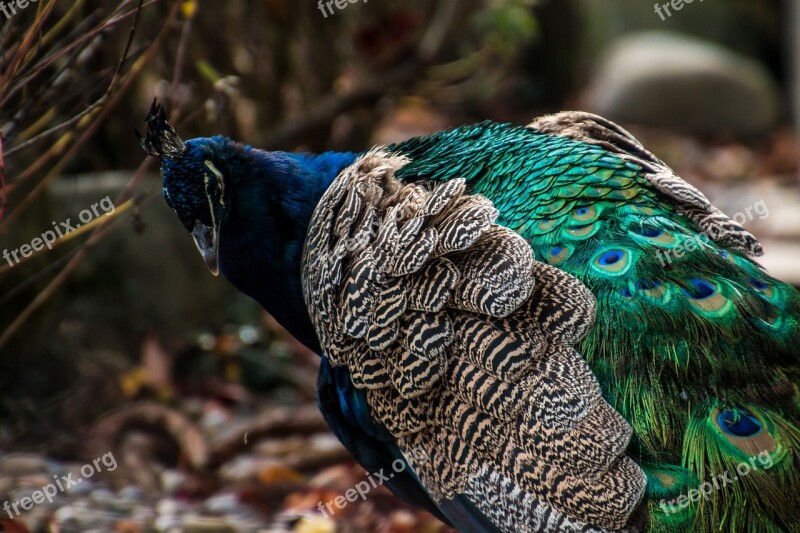 Peacock Bird Colorful Blue Animal