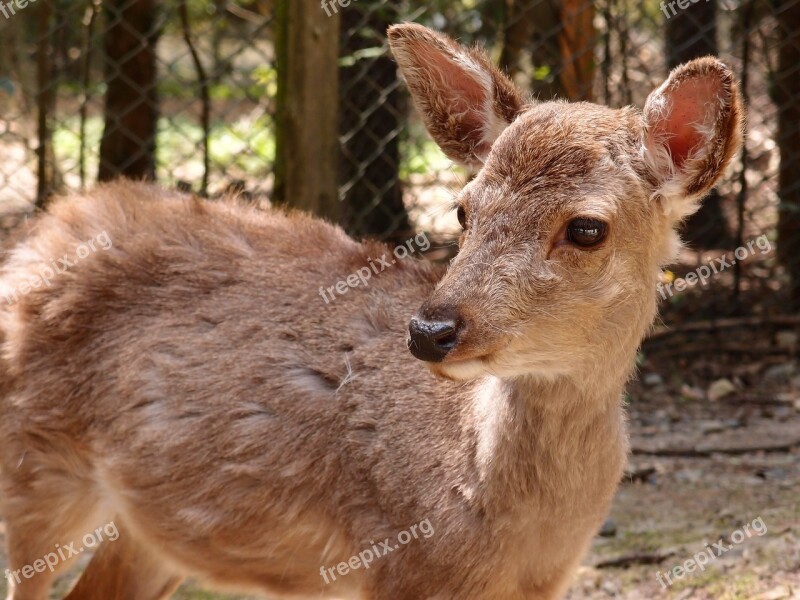 Nara Kasuga Grand Shrine Fawn Bambi Deer