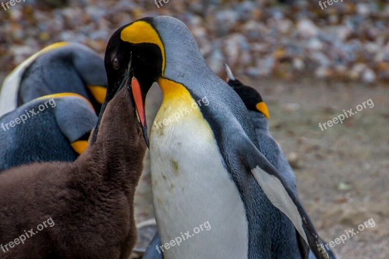 Penguin Emperor Penguin Pingu Young Penguin Baby