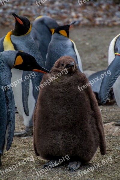 Penguin Emperor Penguin Pingu Young Penguin Baby