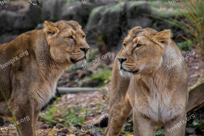 Lion Leo Animal Savannah Safari