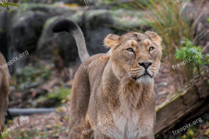 Lioness Leo Animal Savannah Safari