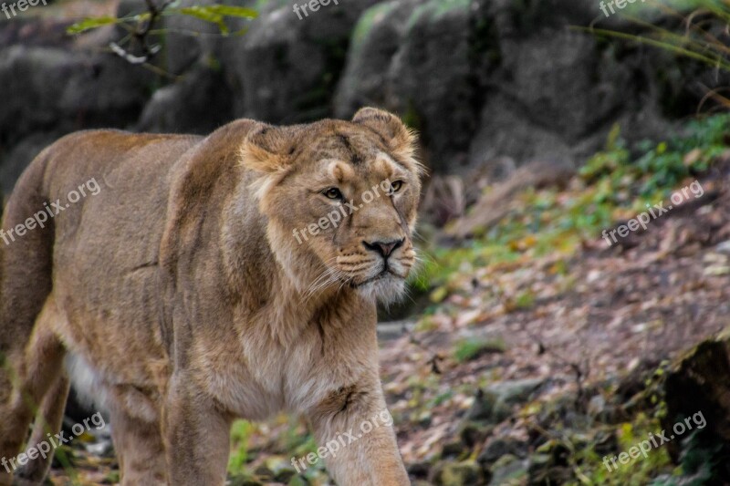 Lioness Leo Animal Savannah Safari