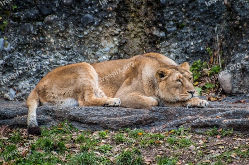 Lioness Leo Animal Savannah Safari