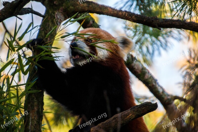 Red Panda Panda Sweet Bamboo Mammal