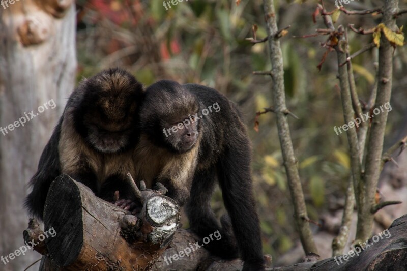 Yellow Bellied Capuchin Ape äffchen Climb Zoo