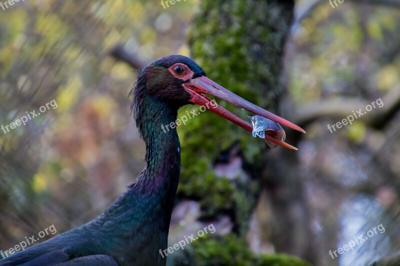 Black Stork Stork Fish Eat Eating