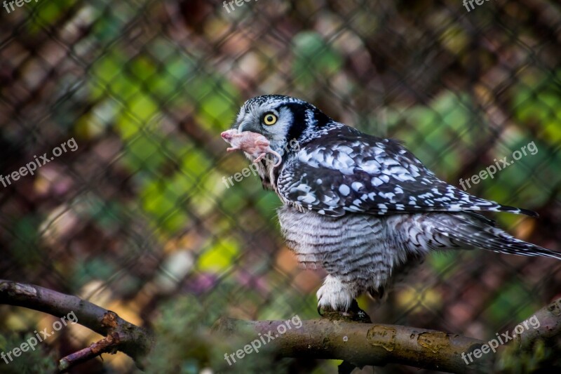 Owl Eat Hunt Mouse Raptor