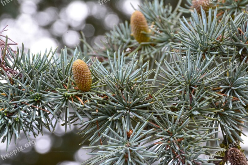 Fir Cone Fir-cone Tree Branch