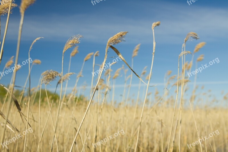 Cane Nature Landscape Sky Dry