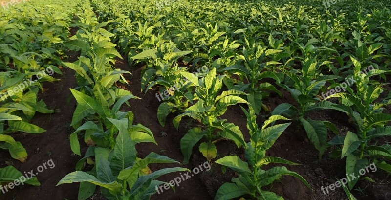 Tobacco Nicotiana Tabacum Leaves Nicotiana Solanaceae