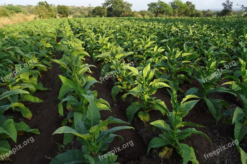 Tobacco Nicotiana Tabacum Leaves Nicotiana Solanaceae