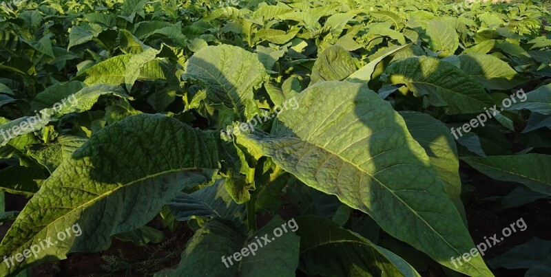 Tobacco Nicotiana Tabacum Leaves Nicotiana Solanaceae