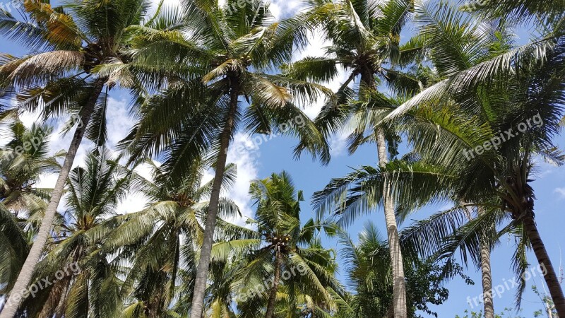 Palm Tree Tropical Indonesia Bali